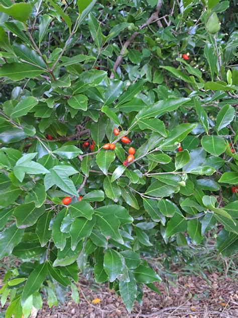 Red Fruited Olive Plum From Ballina Rd Before Lindendale Rd Wollongbar