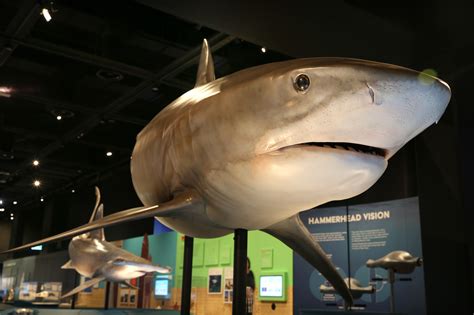 Sharks - The Witte Museum