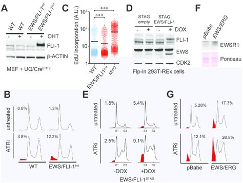 Expression Of Ewsr1 Translocations Sensitizes Cells To Atri A Wb