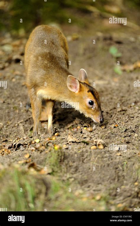 Baby muntjac deer hi-res stock photography and images - Alamy