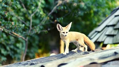 Housing and Care Requirements for Fennec Foxes – All Small Pets