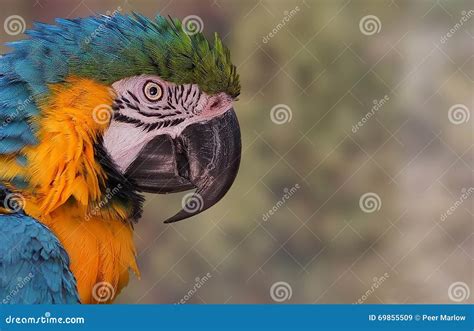 Macaw Ara Ararauna Is A Species Of Parrot The Genus Authentics Stock