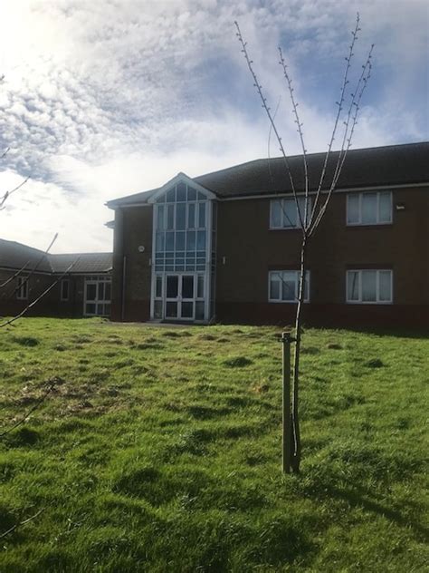 Hampden Park Eastbourne SAKURA CHERRY TREE PROJECT