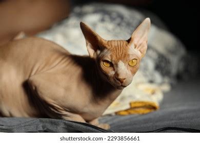 Naked Cat Lies On Bed Stock Photo 2293856661 Shutterstock