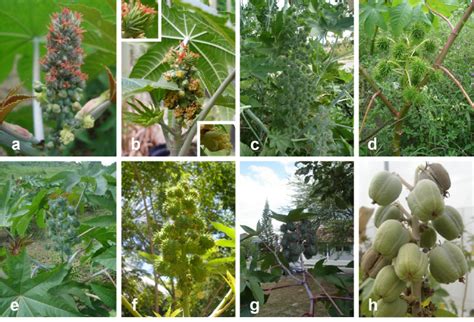 Different Raceme Types Observed In Castor Bean Accessions Held By