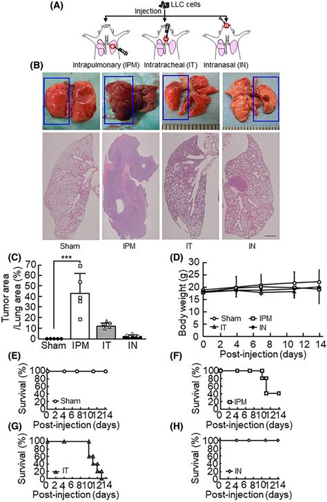 The Comparison Of The Orthotopic Lung Cancer Models A A Schematic