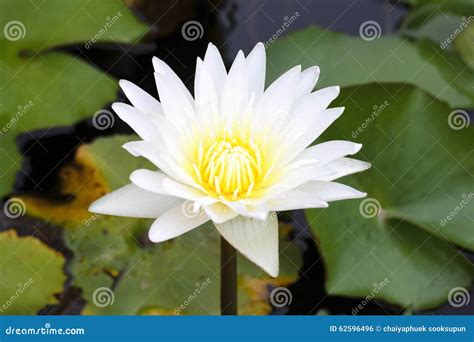 Yellow Lotus Flower and Lotus Flower Plants Stock Photo - Image of aquatic, yellow: 62596496