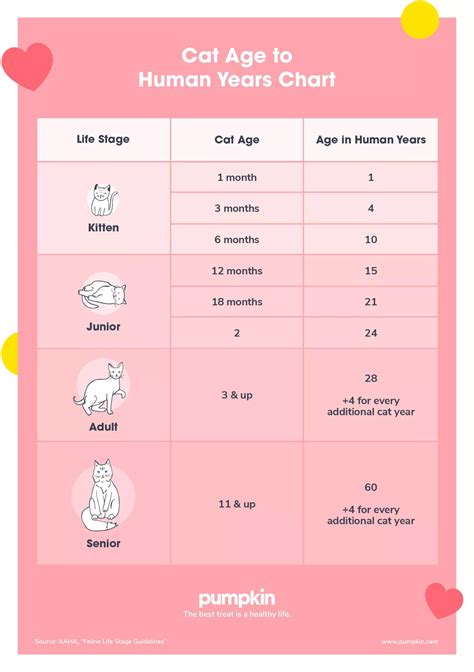 How Cat Years Work Calculate Cat Years To Human Years