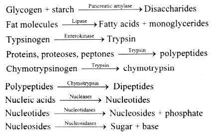 Explain in detail the action of pancreatic juice. - Sarthaks eConnect ...