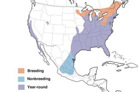 16 Types Of Hawks Found In The United States 2021 Bird Watching Hq