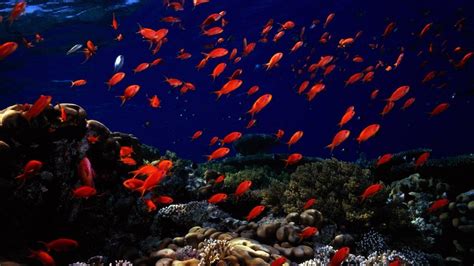 Underwater HD Wallpapers - Wallpaper Cave