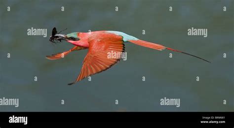 Southern Carmine Bee Eater In Flight Stock Photo Alamy