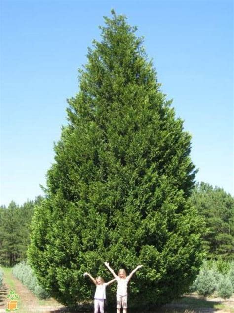 Leyland Cypress Tree Leyland Cypress Leyland Cypress Trees Fast