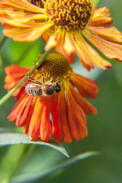 Premium Photo Honey Bee Covered With Yellow Pollen Drink Nectar