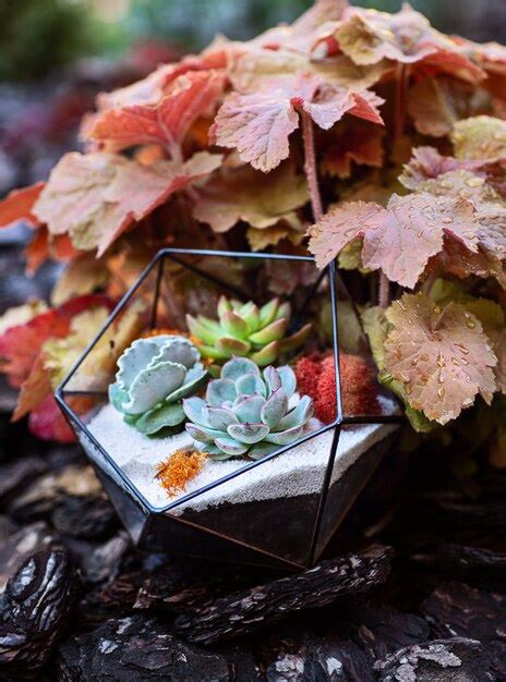 Premium Photo Glass Florarium With Succulent Plants Inside In The