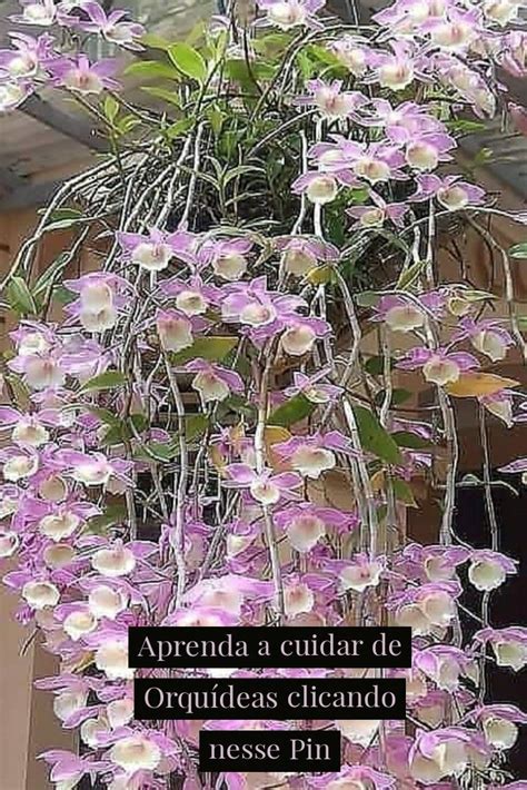 Deseja aprender a cuidar de orquídeas Clique nesse Pin e confira