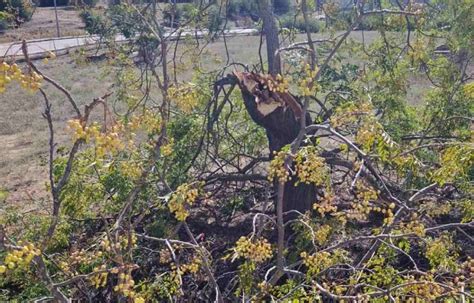 La UPO busca fondos para recuperar 68 árboles perdidos por la borrasca