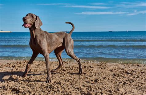 Weimari Vizsla A Mindent Magába Foglaló Fajtaleírás