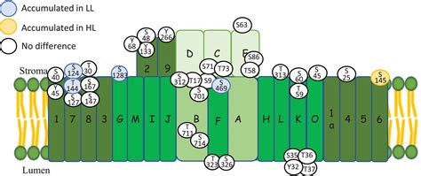 The Protein Phosphorylation Landscape In Photosystem I Of The Desert