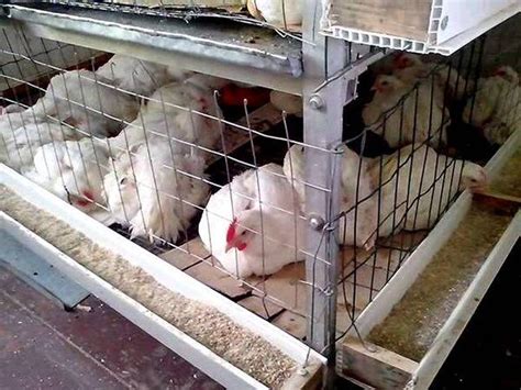 Курятник для бройлеров своими руками: инструкция с размерами, как ...