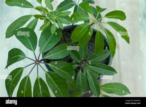 Schefflera Actinophylla Amate Umbrella Tree Stock Photo Alamy