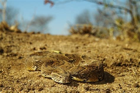 Reptiles Snakes Tours In Uganda Jewel Safaris Limited