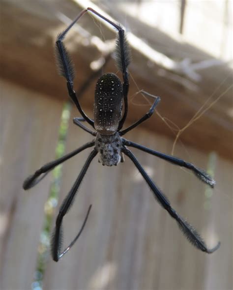 Hairy Golden Orb Weaving Spider From Suiderstrand South Africa On