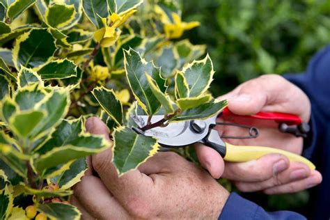 How To Trim Holly Topiary Bbc Gardeners World Magazine