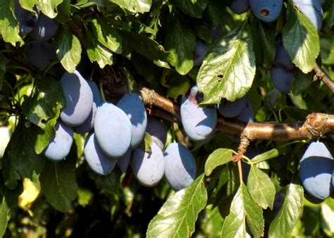 The Easy Way To Make Dried Prunes And Preserve Summers Bounty