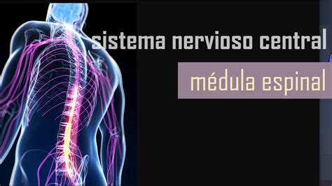 Anatomía Médula Espinal Sistema Nervioso Central Youtube