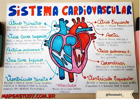 Sistema Circulat Rio Ou Cardiovascular Resumos E Mapas Mentais