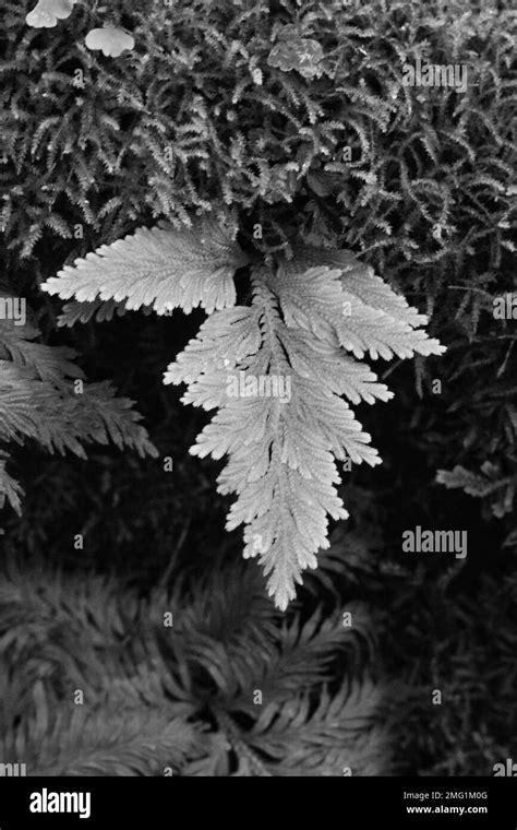 Beautiful Leafy Ferns Growing In The Tropical Jungle In A Black And