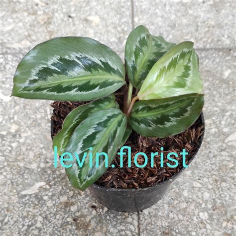 Jual Calathea Chimboracensis Medallion Lokal Bibit Tanaman Hias