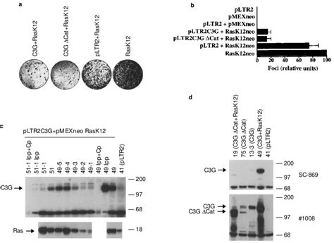 Inhibition Of Ras Focus Forming Activity By C G And C G Dcat Mg Of