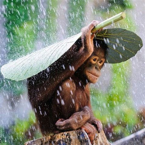 Orangutan With The Best Umbrella Ever National Geographic Photo