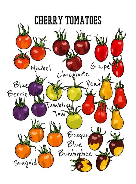 1 Cherry Tomato Varieties Chart Royalty Free Photos And Stock Images