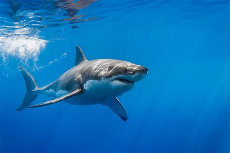 Great White Shark With Sun Rays — By George T Probst