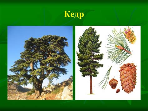 Презентація Листяні та хвойні дерева