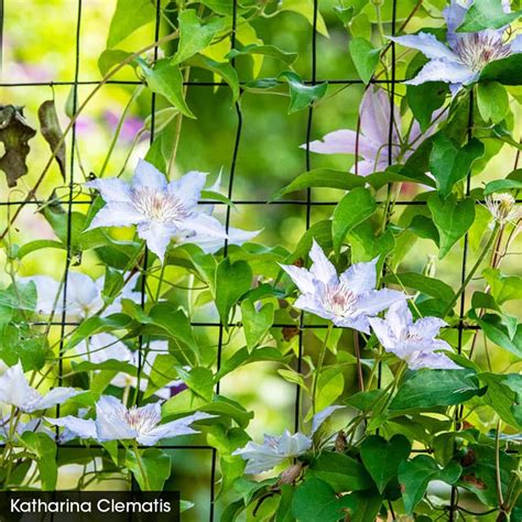 Perfect For Patio Clematis Collection Plantsrose