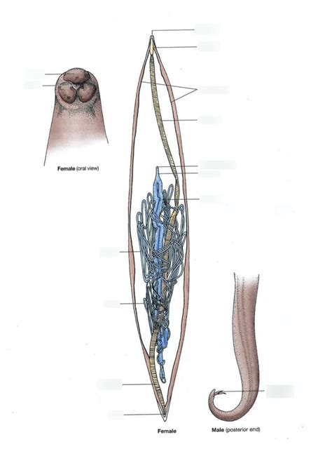 Ascaris Internal Anatomy Diagram Quizlet