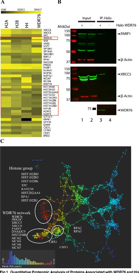 Figure From Wdr Co Localizes With Heterochromatin Related Proteins