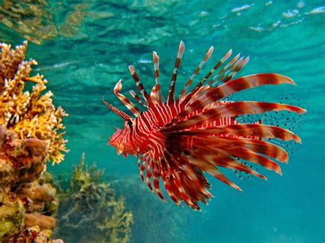 10 Peixes Ornamentais Mais Raros De Se Ter Em Casa Mundo Inverso