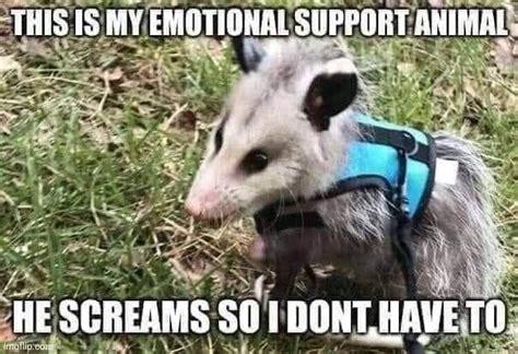 40 Pleasant Memes For Your Scrolling Pleasure Possum Funny Opossum