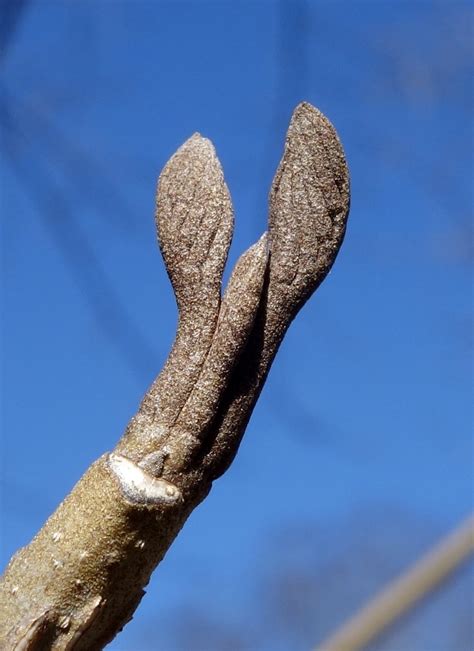 Hubei Wingnut Arnold Arboretum Arnold Arboretum