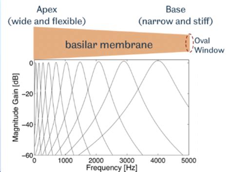 Speech Perception Lecture 9 Sensorineural Hearing Loss Flashcards