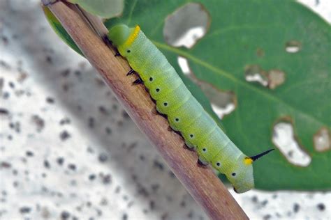 Hummingbird Clearwing Moth Caterpillar