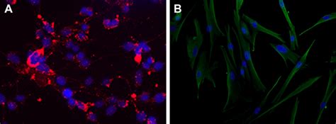 Immunofluorescence analysis demonstrating positive staining for the ...