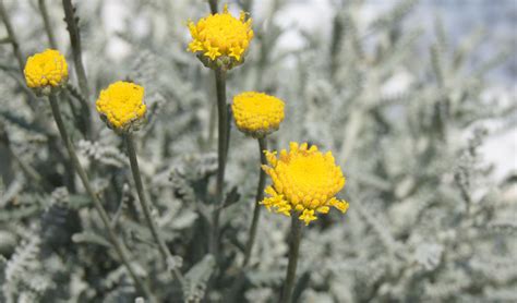 Santolina Chamaecyparissus Maqu Plantas Del Maresme De Calidad