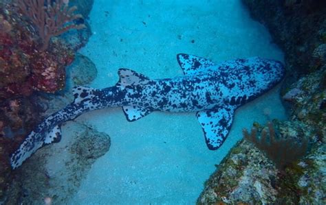 Dalmation Nurse Shark Spotted By Divers In Honduras Reef Builders