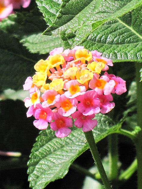 Lantana - Buchanan's Native Plants